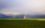 beautiful natural background with bright multicolored rainbows in the distance on the horizon on the green wheat field in the village in summer