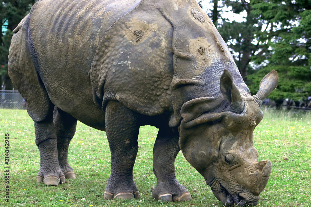 Fototapeta premium Rhino