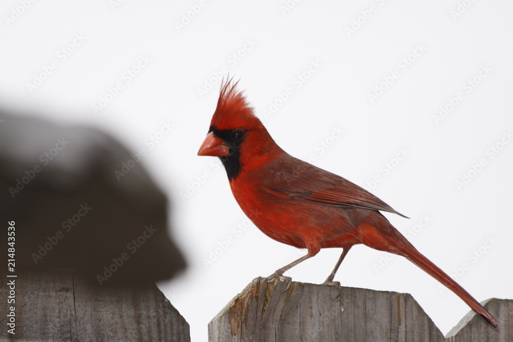 Red Cardinal on fence left side view Red Cardinal on fence left side view
