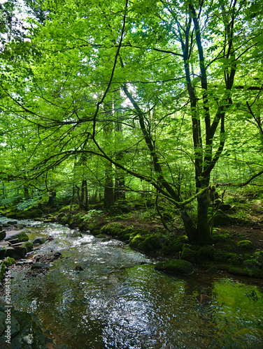 Fluss im Wald