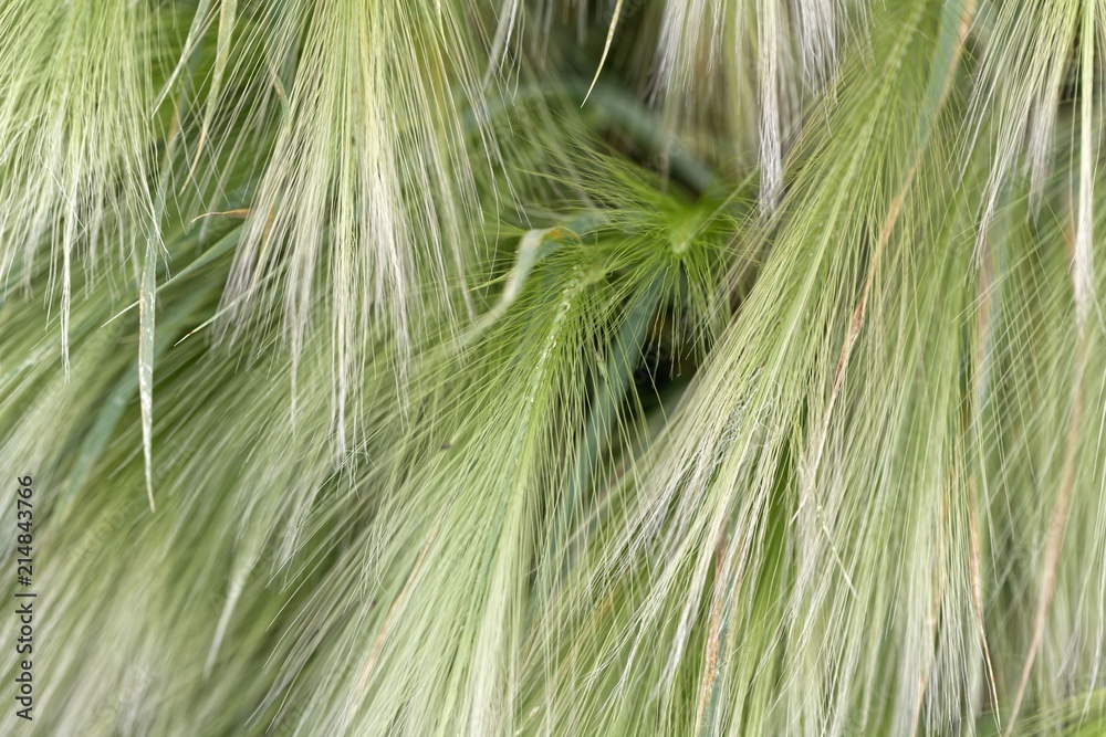 Spikes of foxtail barley (Hordeum jubatum)