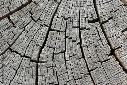 Old seasoned dried cut log