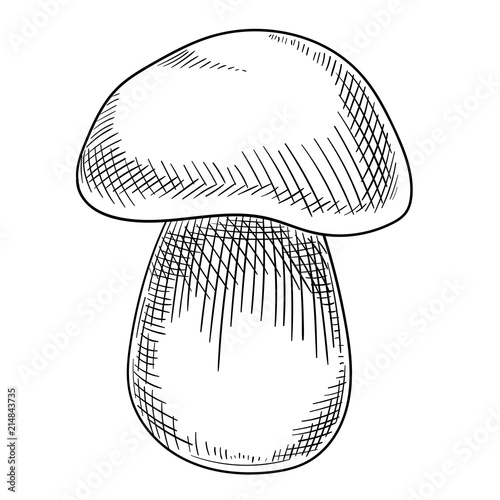 Hand-drawn cep mushroom sketch isolated on white.