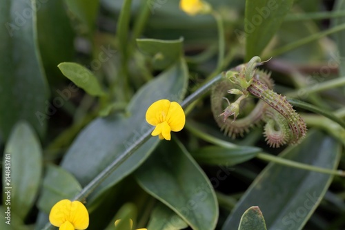 Flower of a caterpillar plant (Scorpiurus muricatus) photo