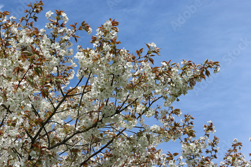 Great white cherry in flower photo