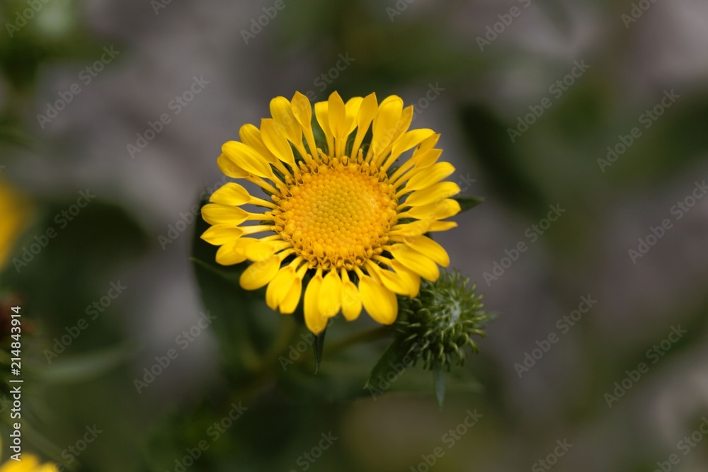 Flower of a hairy gumplant (Grindelia hirsutula) Flower of a hairy gumplant (Grindelia hirsutula)