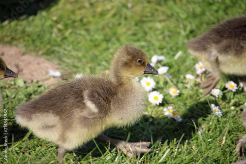 Greylag goose goslings on grass