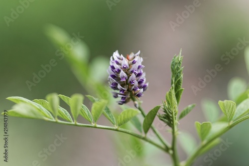 Flower of a licorice bush  Glycyrrhiza glabra 