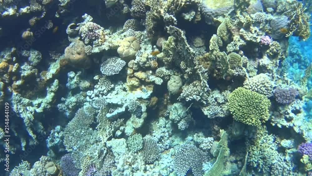 Coral reef on the Red Sea, hundreds of beautiful small fishes and excellent types Coral reef on the Red Sea, hundreds of beautiful small fishes and excellent types
