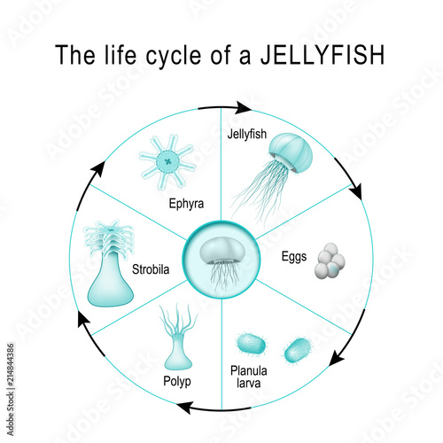 life cycle of a jellyfish