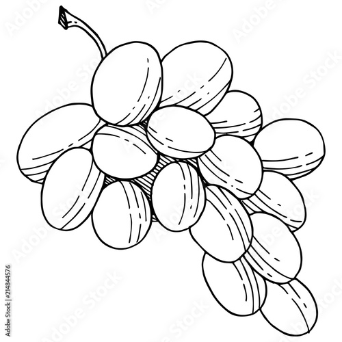 Grape healthy food in a vector style isolated. Full name of the fruit: grape. Vector wild fruit for background, texture, wrapper pattern or menu.