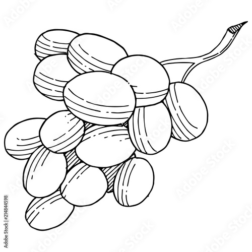 Grape healthy food in a vector style isolated. Full name of the fruit: grape. Vector wild fruit for background, texture, wrapper pattern or menu.