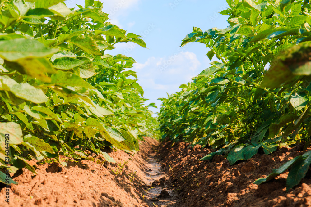 Field of green potato bushes. A young potato plant grows on soil. Potato Bush in the garden. Field of green potato bushes. A young potato plant grows on soil. Potato Bush in the garden.