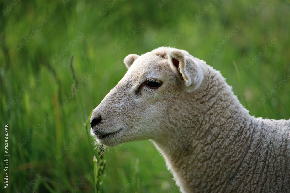 White sheep head and shoulders profile White sheep head and shoulders profile