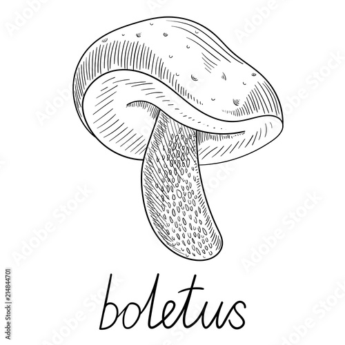 Hand-drawn boletus mushroom sketch isolated on white.