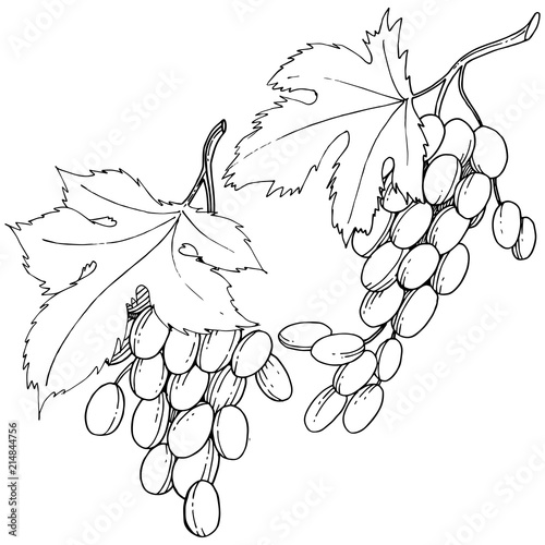 Grape healthy food in a vector style isolated. Full name of the fruit: grape. Vector wild fruit for background, texture, wrapper pattern or menu.