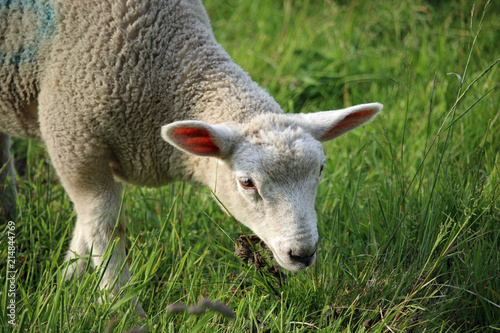 White sheep lamb grazing