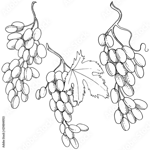 Grape healthy food in a vector style isolated. Full name of the fruit: grape. Vector wild fruit for background, texture, wrapper pattern or menu.