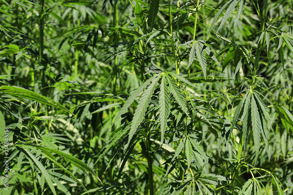 Green fresh cannabis plant (hemp, marijuana) Green fresh cannabis plant (hemp, marijuana)