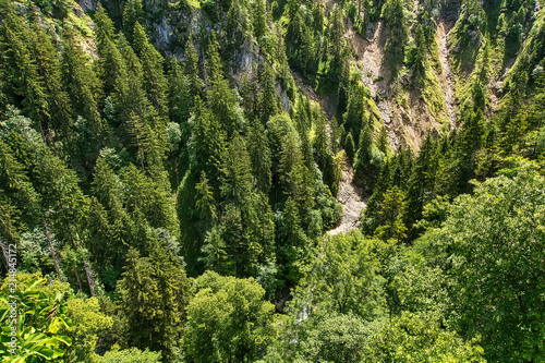 Aerial top view of summer green trees in forest 