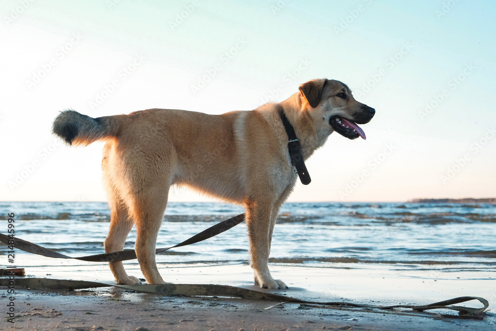 funny pictures of puppy Golden Retriever at sunset on the sea funny pictures of puppy Golden Retriever at sunset on the sea