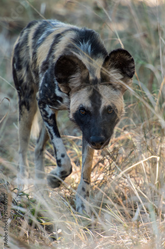 Wild dog African Safari Zambia Wildlife