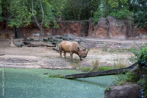 Bilde på lerret Rhino in enclosure