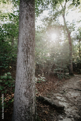 forest path