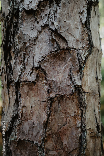 tree bark close up