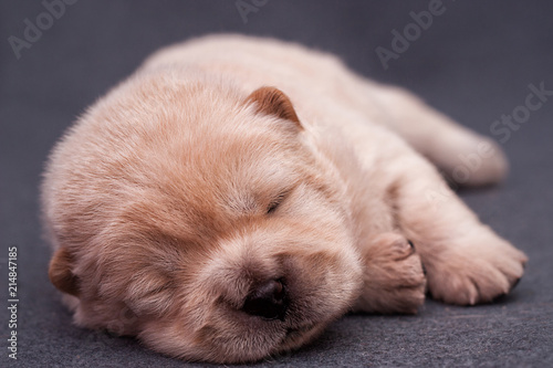 chow-chow puppies on a gray background
