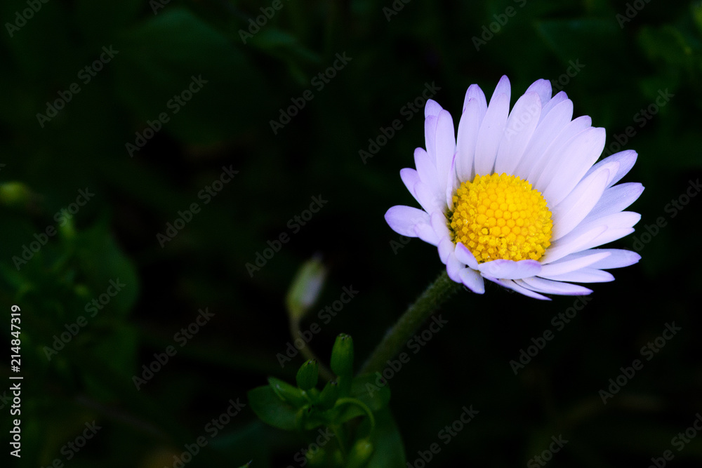 Obraz premium Spring Colorful Flower