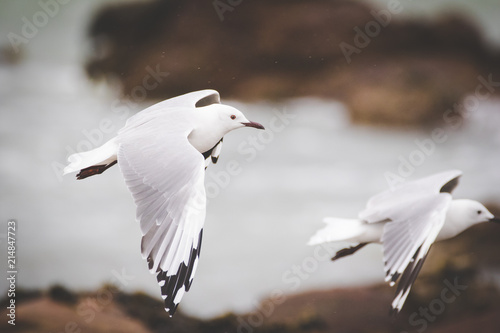 Close up image of Hartlaub's seagulls flying over the ocean in South Africa