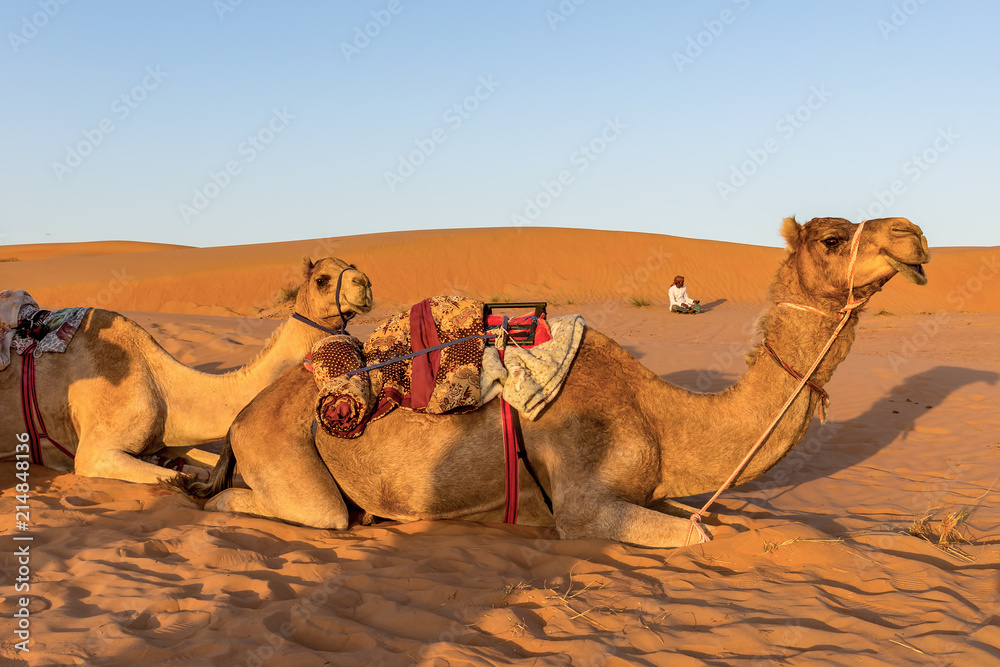 Fototapeta premium Camels resting on the ground at sunset - Wahiba sands, Oman desert