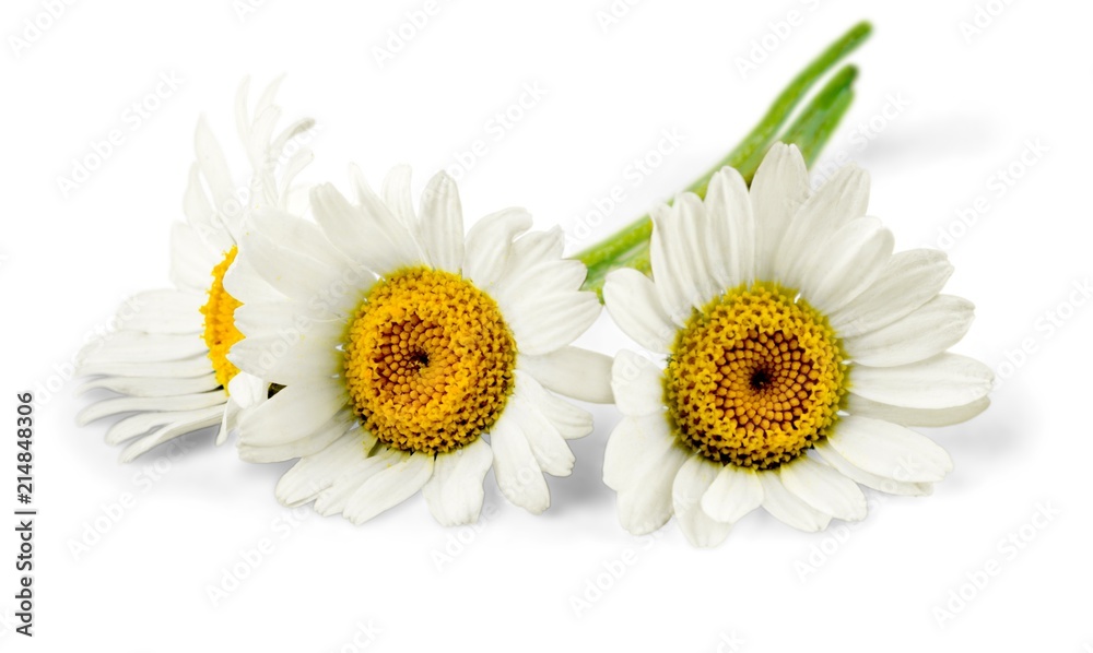 Obraz premium Chamomile or daisy flowers - isolated