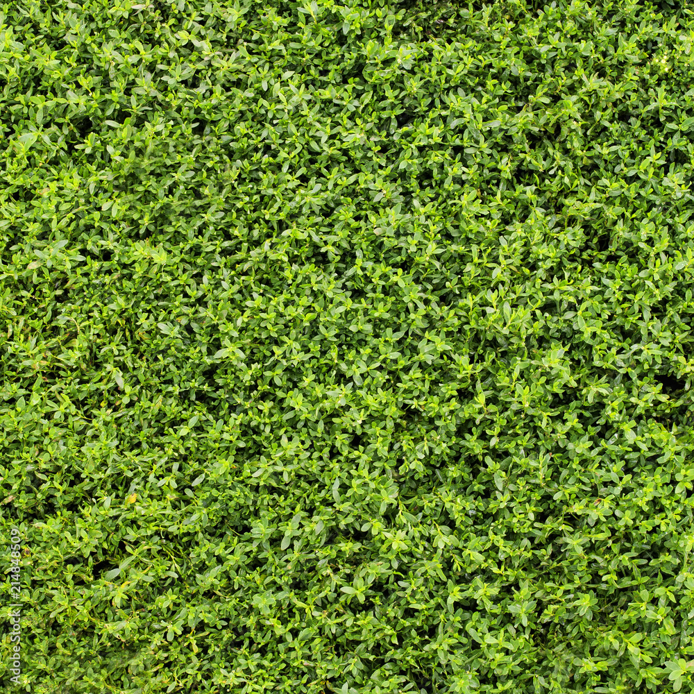 square natural background from the texture of a green juicy beautiful grass on a summer lawn and a meadow square natural background from the texture of a green juicy beautiful grass on a summer lawn and a meadow