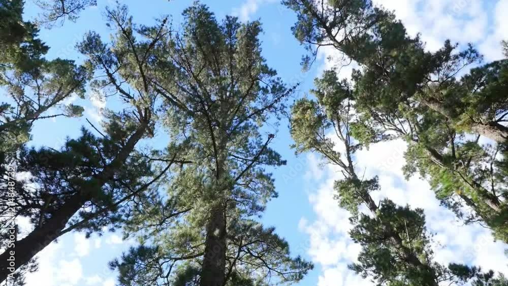 a forest top on a summers day with pine trees swinging in the wind. a forest top on a summers day with pine trees swinging in the wind.