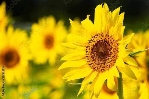Bright yellow sunflower in a blooming field.
