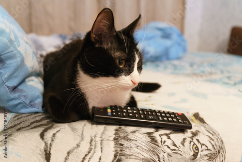 funny cat