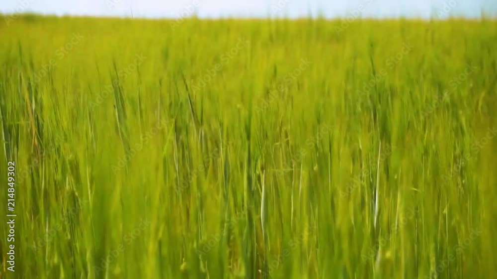 Closeup of green wheat field waves on wind Closeup of green wheat field waves on wind