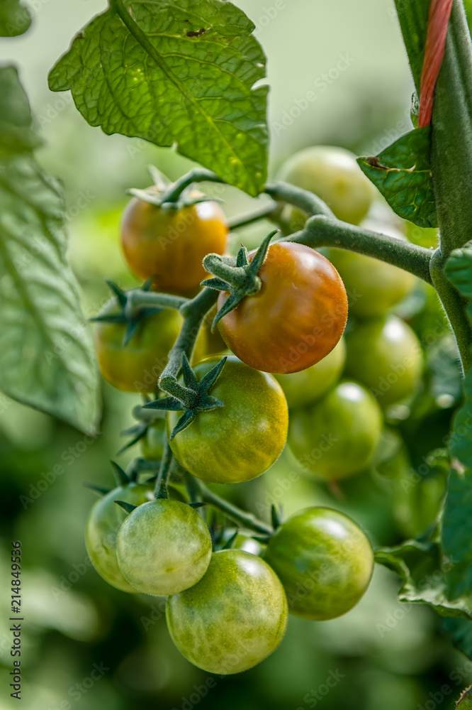 Cluster of RIpening Cherry Tomatoes