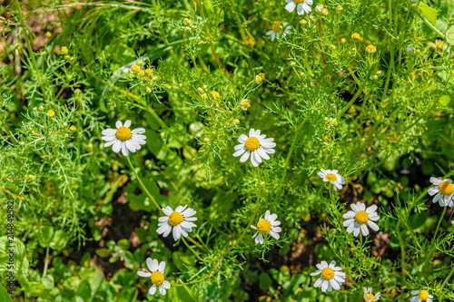 Chamomile blossoms look like daisies. photo