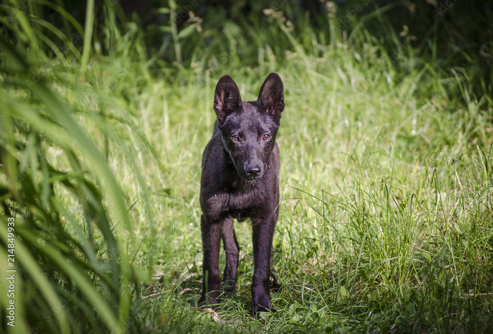 black puppy on the lawn black puppy on the lawn