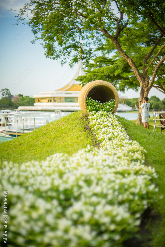Fototapeta premium small white flower on green in the park