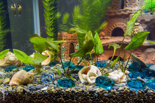 Newly planted shrubs of cryptocoryn in a new aquarium photo