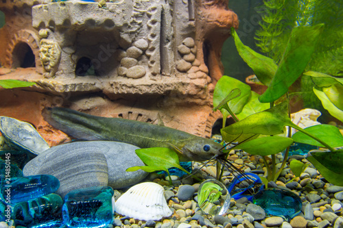 Sludge flies among shelters in a freshwater aquarium photo