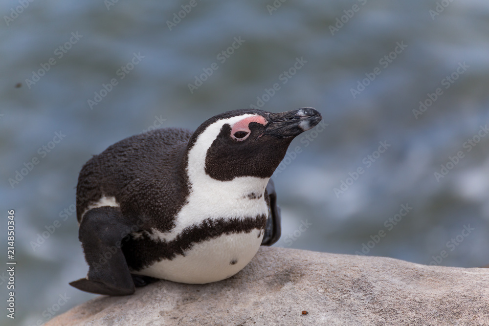 Fototapeta premium Pinguine in Südafrika
