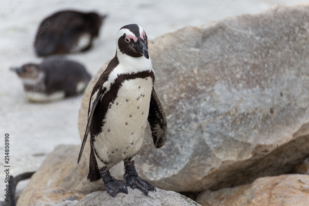 Naklejka premium Pinguine in Südafrika
