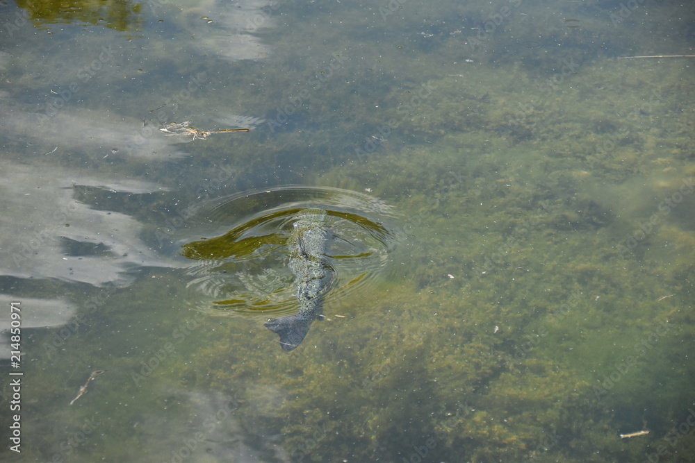 Fototapeta premium Forelle schwimmt im Wasser