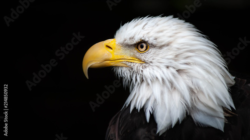 Canvas Print American Bald Eagle