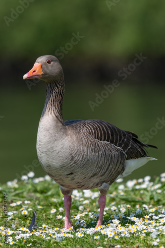 Greylag goose (Anser anser)